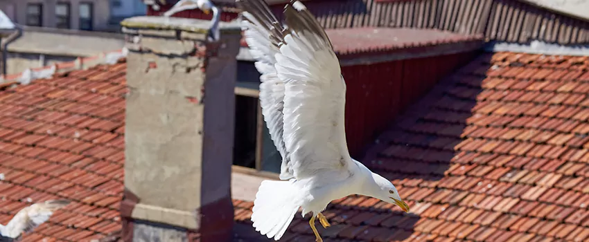 Residential Chimney Animal Removal Solution in Northdale, FL