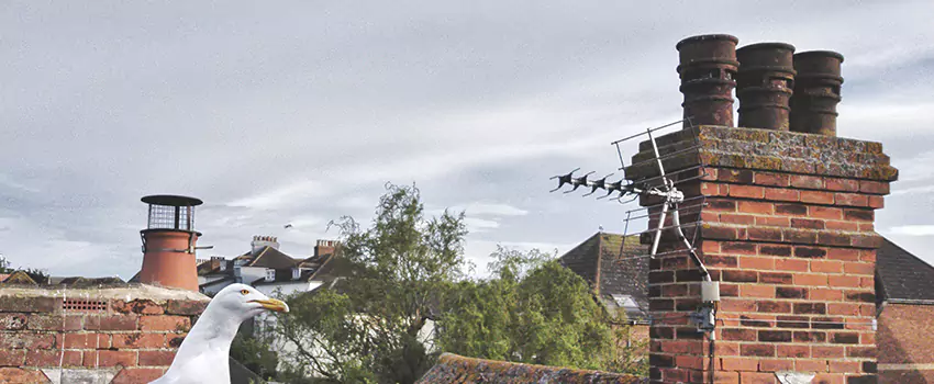 Chimney Cleaning And Restoration in Northdale, Florida